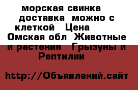 морская свинка.   доставка. можно с клеткой › Цена ­ 500 - Омская обл. Животные и растения » Грызуны и Рептилии   